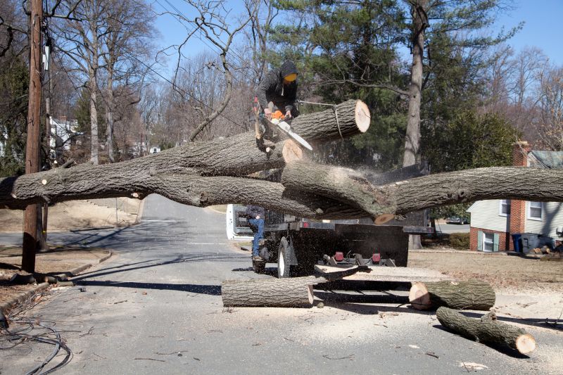 Apple Tree Removal