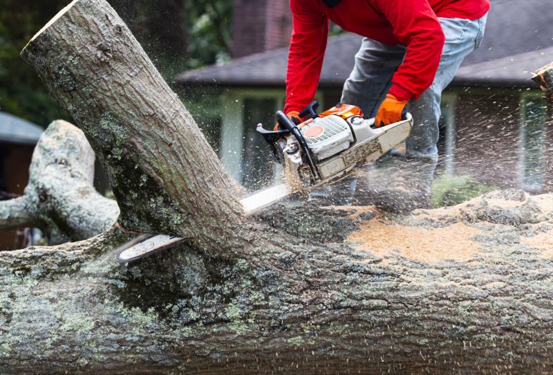 Apple Tree Removal