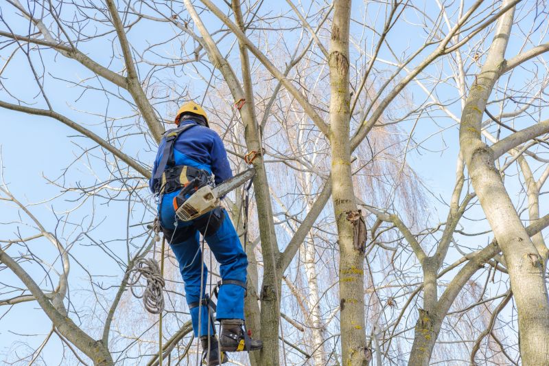 Tree Cutting in Fall