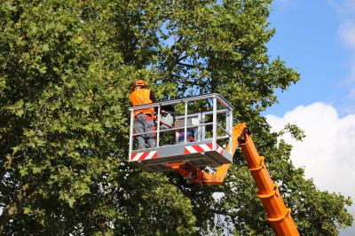 Tree Service Companies