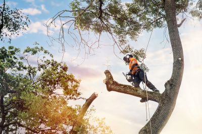Professional Tree Removal in Fremont