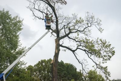 Best Time to Hire for Tree Removal